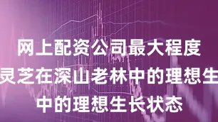 网上配资公司最大程度模拟了灵芝在深山老林中的理想生长状态